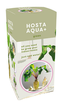 X 1 DOOSJE 1 HOSTA AQUA+ GREEN IN GLAS TOP