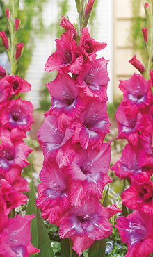 X 100 GLADIOLUS LUMMIERE 12/14