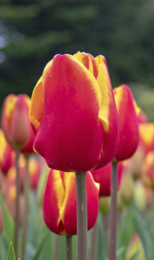 TULIPA DENMARK