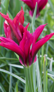 TULIPA PURPLE DANCE