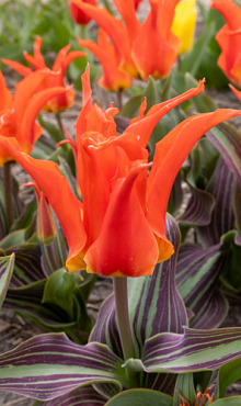 TULIPA RIGAS BARIKADES