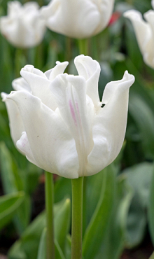 TULIPA WHITE LIBERSTAR