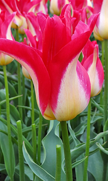 TULIPA STRAWBERRY ROMANOFF