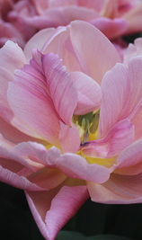 TULIPA BEACHBERRY