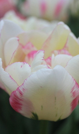 TULIPA DOUBLE SHAKE