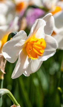 NARCISSUS JOYCE SPIRIT