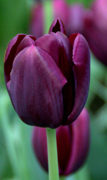 TULIPA BLACK JACK