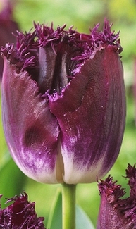 TULIPA PURPLE CRYSTAL