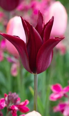 TULIPA SARAH RAVEN