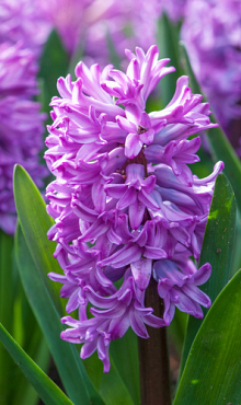 HYACINTHUS ANNA LIZA