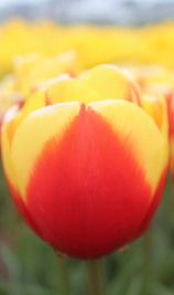 TULIPA NIBBIT