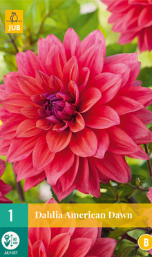 X 1 DAHLIA AMERICAN DAWN I