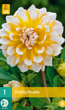 X 1 DAHLIA SEATTLE I