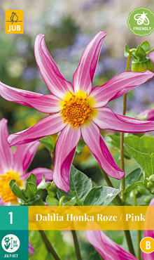 X 1 DAHLIA HONKA ROZE I