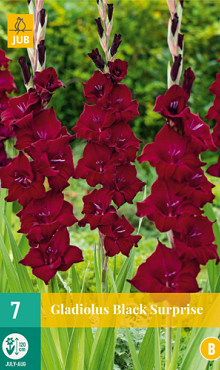 X   7 GLADIOLUS BLACK SURPRISE 12/14