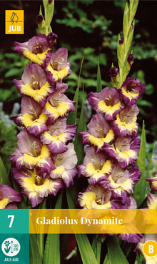 X   7 GLADIOLUS DYNAMITE 12/14