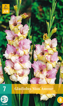 X   7 GLADIOLUS MON AMOUR 12/14