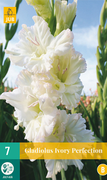 X   7 GLADIOLUS IVORY PERFECTION 12/14