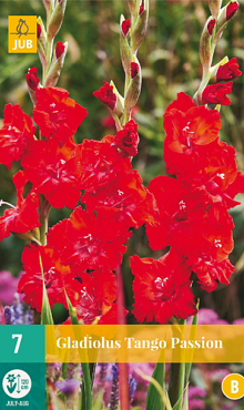 X   7 GLADIOLUS TANGO PASSION 12/14