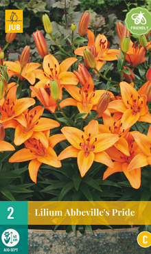 X 2 LILIUM ABBEVILLES PRIDE 14/16