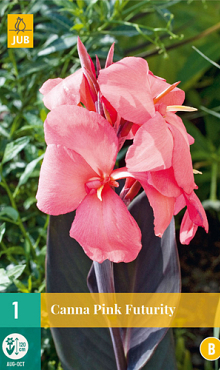 X   1 CANNA PINK FUTURITY I