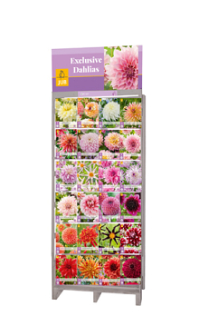 DISPLAY EXCLUSIEVE DAHLIAS (24 x 5) I