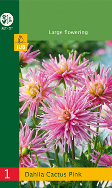 X 1 DAHLIA CACTUS BORDER PINK I