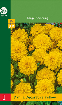 X 1 DAHLIA DECORATIVE BORDER YELLOW I