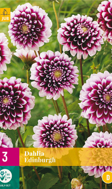 X 3 DAHLIA EDINBURGH I