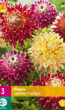 X 3 DAHLIA QUEENS GARDEN I