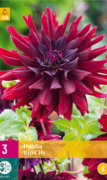 X 3 DAHLIA RIP CITY I