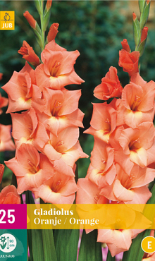 X 25 GLADIOLUS ORANGE 12/14