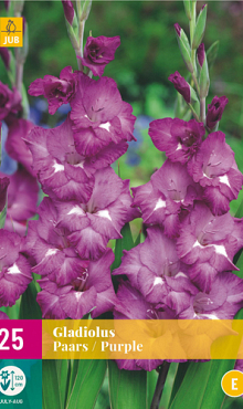 X 25 GLADIOLUS PURPLE 12/14