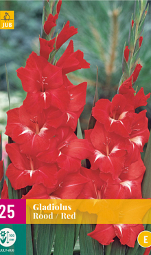 X 25 GLADIOLUS RED 12/14