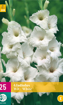 X 25 GLADIOLUS WHITE 12/14