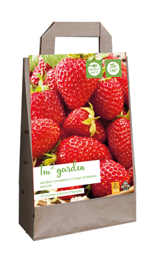 X 1 GARDEN BAG 10 FRAGARIA / AARDBEIENPLANTEN MAXIM I