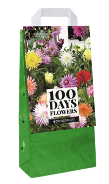 X 1 TAS 5 DAHLIA CACTUS MIX I