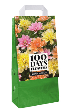 X 1 TAS 5 DAHLIA WATERLILY MIX  I