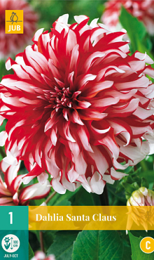 X 1 DAHLIA SANTA CLAUS I