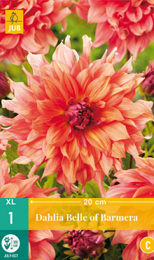 X 1 DAHLIA BELLE OF BARMERA I