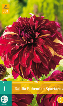 X 1 DAHLIA BOHEMIAN SPARTACUS I