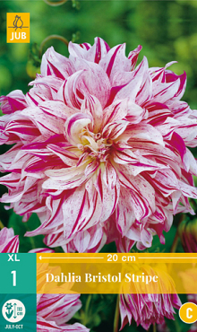 X 1 DAHLIA BRISTOL STRIPE I