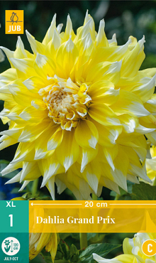 X 1 DAHLIA GRAND PRIX I