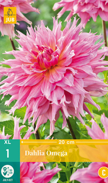 X 1 DAHLIA OMEGA I