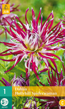 X 1 DAHLIA HOLLYHILL SPIDERWOMAN I