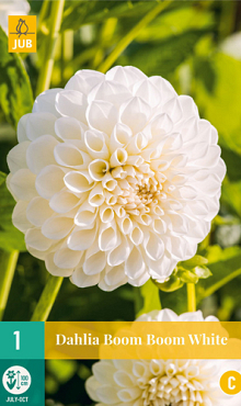 X 1 DAHLIA BOOM BOOM WHITE I