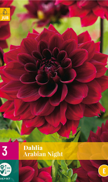 X 3 DAHLIA ARABIAN NIGHT I