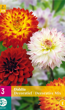 X 3 DAHLIA DECORATIEF MIX I