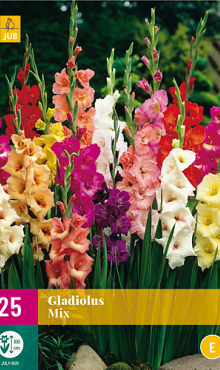 X 25 GLADIOLUS MIX 12/14