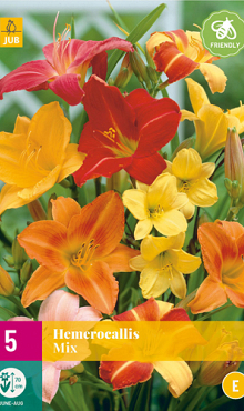 X 5 HEMEROCALLIS MIX I